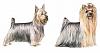 Yorkie or Silky? Thoughts?-tt.jpg