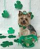 Happy St. Patrick's Day Everyone-img_0768.jpg