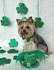 Happy St. Patrick's Day Everyone-img_0765.jpg