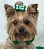 Happy St. Patrick's Day Everyone-img_0775.jpg