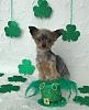 Happy St. Patrick's Day Everyone-img_0786.jpg