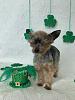 Happy St. Patrick's Day Everyone-img_0823.jpg