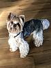 Love to take Photos? 2019 YorkieTalk Calendar-img_9685.jpg