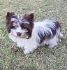 1st time Yorkie Mommy with pics-b.jpg