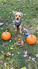 Fall pictures-toby-fall.jpg