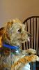 Yorkie puppy to adult photos!-toby-4-4-11.jpg