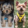 Yorkie puppy to adult photos!-18814066_1853307698265030_4256785605190539420_n.jpg