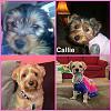 Yorkie puppy to adult photos!-callie4yt2.jpg