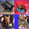 Yorkie puppy to adult photos!-picmonkey-imagejoey4yt2.jpg