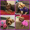 Yorkie puppy to adult photos!-penny4yt2.jpg