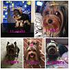 Yorkie puppy to adult photos!-e85ac272-bd79-4c54-aefc-58b2b51a2ee2.jpeg