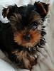 Obi-20181227_105740small.jpg
