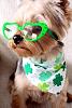 St.Patrick's Day Photos-stpaddy_glasses_yt.jpg