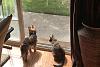 Duchess and Chloe on guard duty.-content-2-.jpg