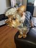 My yorkie kevin-img_15092019_191113_-480_x_640_pixel-.jpg