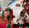 Christmas Yorkies 2019-katy-santa-elf-2019-12-07.jpg