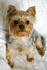 Christmas Yorkies 2019-fabian_blankie.jpg