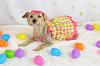 Easter pictures of my pack-dsc_3660-3-yt.jpg