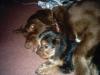 can a  yorkie and lab get along?-tucker-rusty-015.jpg