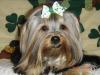 New Saint Patricks day bow.-album-8-099-480-x-360-.jpg