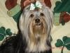 New Saint Patricks day bow.-album-8-096-480-x-360-.jpg