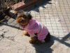 Penny, I just cant stop-close-up-jogger.gif