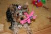 Miss Mini is 5 months old today-img_2868-small-.jpg