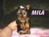 My new addition............-cutie-mila.jpg