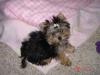 More pics of Zoey....-dsc02287resize.jpg