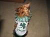 Stewie is All Dressed Up for St. Patrick's Day!!-img_0623.jpg