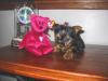Here are 2 more pics.-mila-9-wks-old.jpg