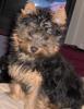 Here is Roxi at 15 weeks-roxi20.jpg