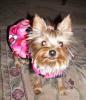 Delilah in her pretty new dress!-twins-.jpg