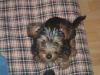 Molly (at 11 weeks) wants to show you her new pics!-picture-217.jpg