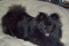 Can anyone tell me what type of dog My bella looks like now-bella_in_angels_bed-315x209.jpg