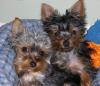 rocko and coco-katies-ring-cer-rocand-coc-004.jpg