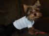 Esme models her new shirts!-bluestripes2.jpg