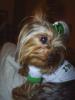 St. Patty's Day!-picture-007e.jpg