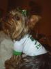 St. Patty's Day!-picture-006e.jpg