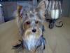 I've Neglected Yorkietalk!! Sorry-im000335_800x600.jpg