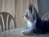 I've Neglected Yorkietalk!! Sorry-im000331_800x600.jpg