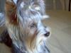 I've Neglected Yorkietalk!! Sorry-im000334_800x600.jpg