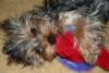 YOur Yorkies Favorite things Pictures-img_2744-small-.jpg