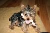 YOur Yorkies Favorite things Pictures-img_2612-small-.jpg