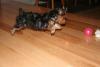 YOur Yorkies Favorite things Pictures-img_0195-small-.jpg