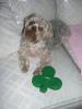 Happy St. Patty's Day...A bit early :)-st.-pattys-day-sam.jpg