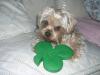 Happy St. Patty's Day...A bit early :)-st.-pattys-day-sam-2.jpg