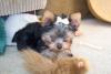 YOur Yorkies Favorite things Pictures-100_1319_0001.jpg