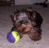 YOur Yorkies Favorite things Pictures-ollieballfar.jpg