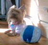 Pics of Gucci taken today March 17-gucci-sun-bathing-4-17-06.jpg